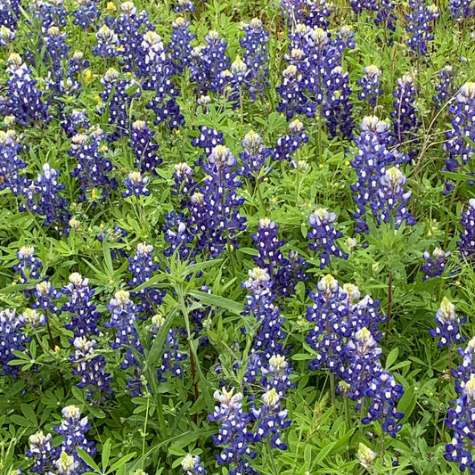 Texas Bluebonnet crystal clear necklace